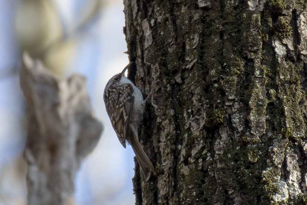 Short-toed Treecreeper